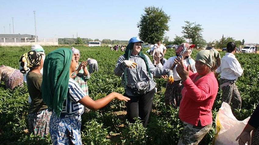 Edirne'de oyun havaları eşliğinde hasat yapılıyor! 'Sinek, malın büyümesini engelledi'