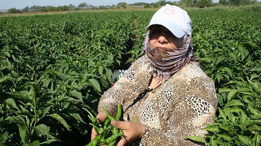 Edirne'de oyun havaları eşliğinde hasat yapılıyor! 'Sinek, malın büyümesini engelledi'