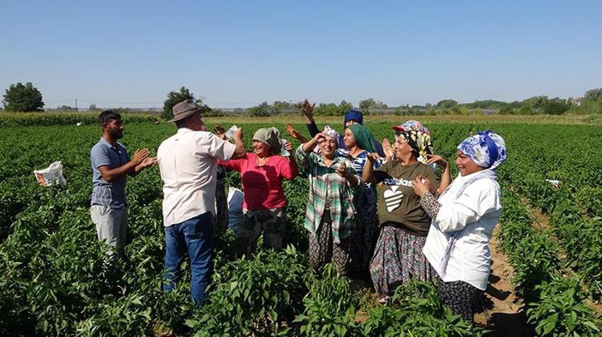 Edirne'de oyun havaları eşliğinde hasat yapılıyor! 'Sinek, malın büyümesini engelledi'