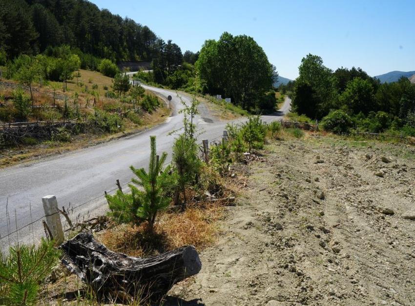 Kastamonu'da 32 yıl boyunca binlerce fidan dikti!