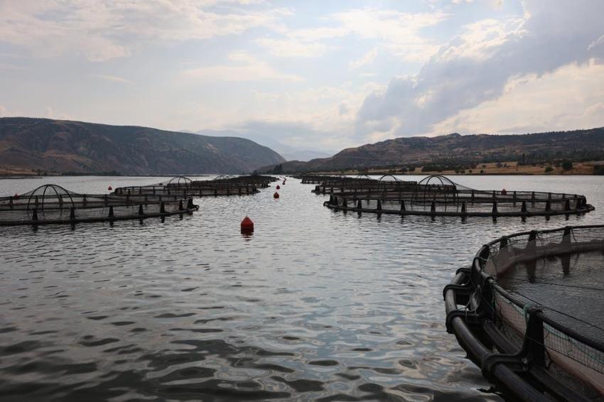 Denize kıyısı olmayan Sivas'ta 5 bin ton Türk somonu üretiliyor