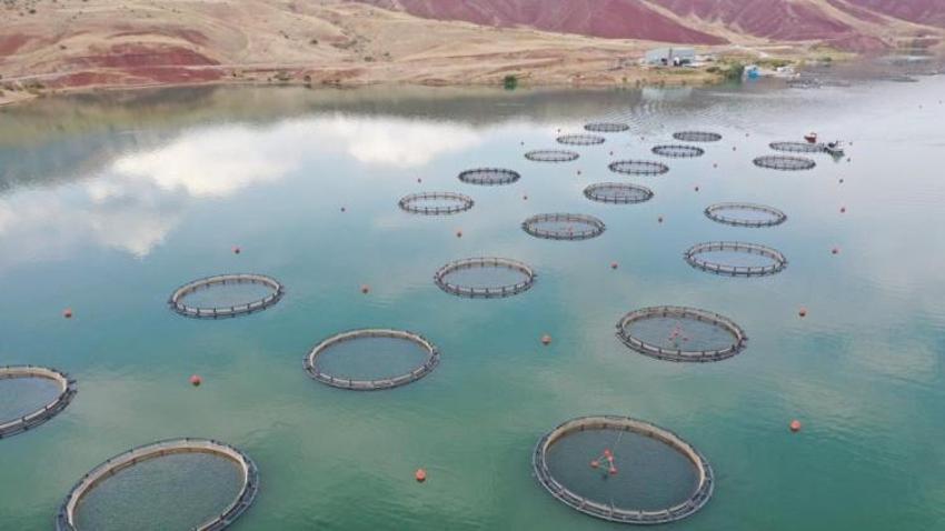 Denize kıyısı olmayan Sivas'ta 5 bin ton Türk somonu üretiliyor