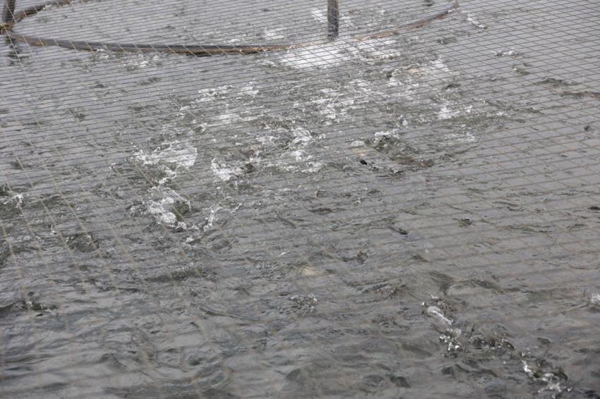 Denize kıyısı olmayan Sivas'ta 5 bin ton Türk somonu üretiliyor