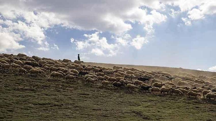 Tunceli'de 3 bin rakımlı yaylalarda zorlu mesai başladı