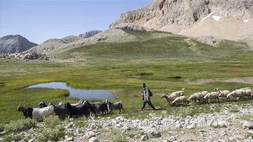 Tunceli'de 3 bin rakımlı yaylalarda zorlu mesai başladı