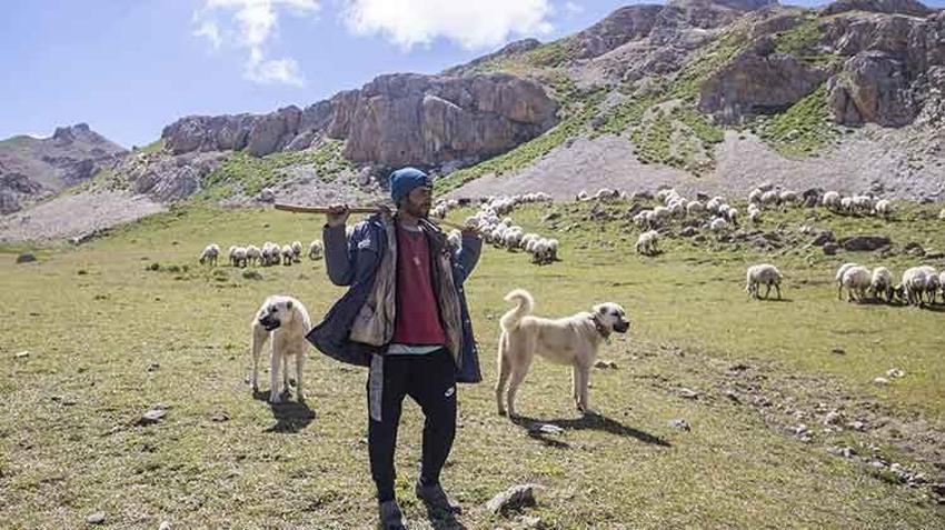 Tunceli'de 3 bin rakımlı yaylalarda zorlu mesai başladı