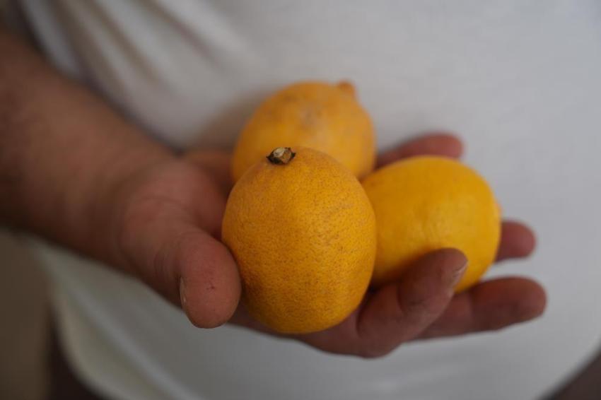 Bayburt'ta limonun fiyatı ikiye katlandı! 500 TL'de olsa alırım diyen var