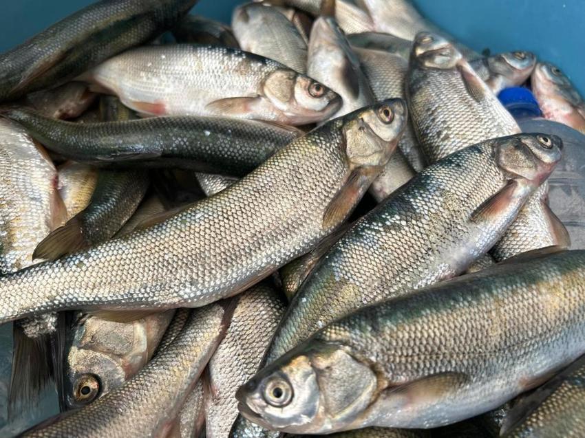 Van'da inci kefali sezonu açıldı! Kilosu 100 liradan alıcı buluyor