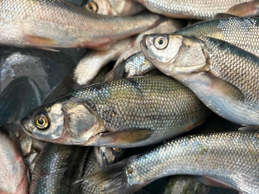 Van'da inci kefali sezonu açıldı! Kilosu 100 liradan alıcı buluyor