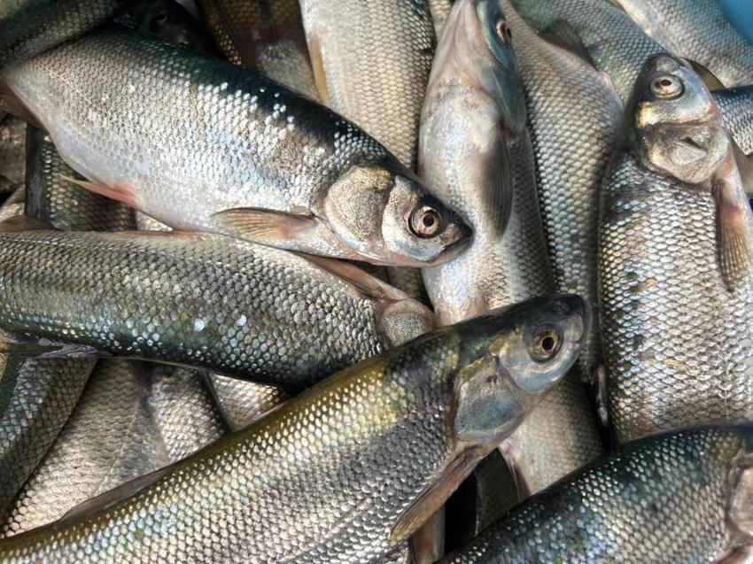 Van'da inci kefali sezonu açıldı! Kilosu 100 liradan alıcı buluyor