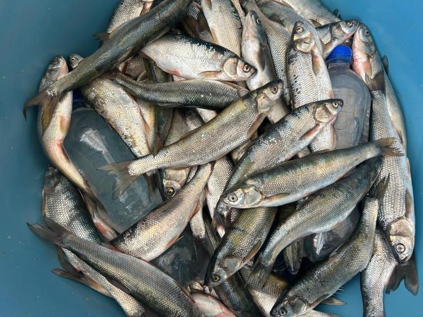 Van'da inci kefali sezonu açıldı! Kilosu 100 liradan alıcı buluyor