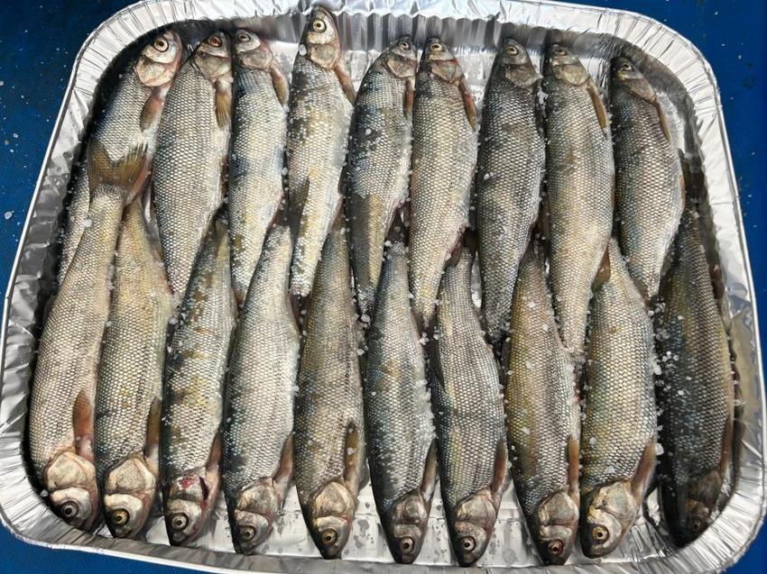 Van'da inci kefali sezonu açıldı! Kilosu 100 liradan alıcı buluyor