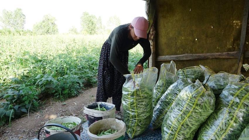 Güneş doğmadan başlıyorlar: Van'ın tescilli lezzeti kadınların emeğiyle dünya markası oluyor!