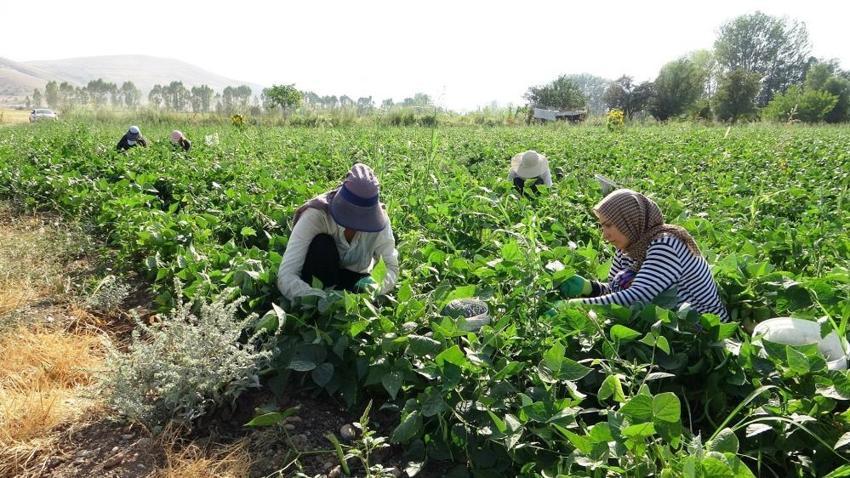 Güneş doğmadan başlıyorlar: Van'ın tescilli lezzeti kadınların emeğiyle dünya markası oluyor!