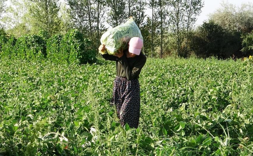 Güneş doğmadan başlıyorlar: Van'ın tescilli lezzeti kadınların emeğiyle dünya markası oluyor!
