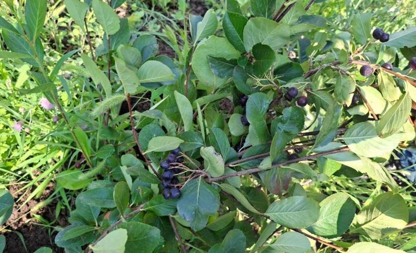 Arkadaş tavsiyesiyle ekti, şimdi kilosunu 200 TL'den satıyor! Süper meyve bölge ekonomisine can verecek