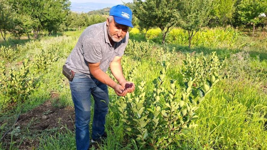 Arkadaş tavsiyesiyle ekti, şimdi kilosunu 200 TL'den satıyor! Süper meyve bölge ekonomisine can verecek