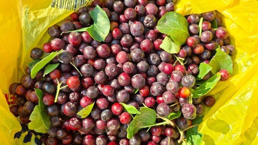 Arkadaş tavsiyesiyle ekti, şimdi kilosunu 200 TL'den satıyor! Süper meyve bölge ekonomisine can verecek