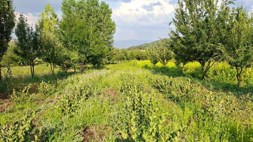 Arkadaş tavsiyesiyle ekti, şimdi kilosunu 200 TL'den satıyor! Süper meyve bölge ekonomisine can verecek