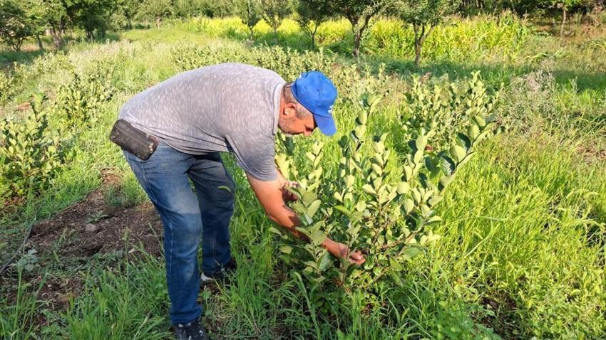 Arkadaş tavsiyesiyle ekti, şimdi kilosunu 200 TL'den satıyor! Süper meyve bölge ekonomisine can verecek