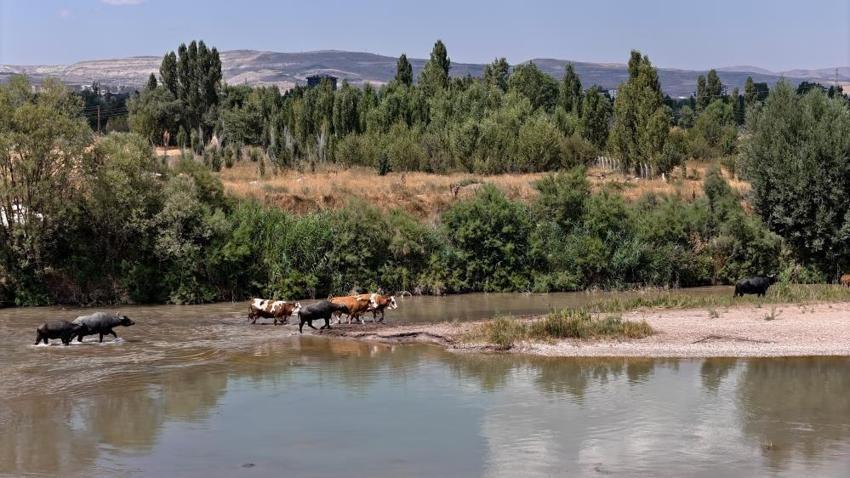 Afrika değil Sivas! Kızılırmak'ta ilginç görüntüler ortaya çıktı