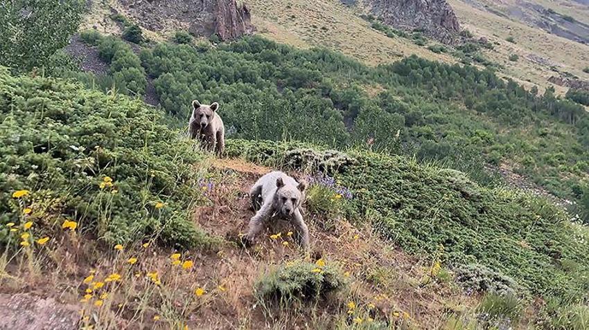 Nemrut Kalderası'nda korkutan tehlike: Ziyaretçiler bozayıları beslemekten vazgeçmiyor!