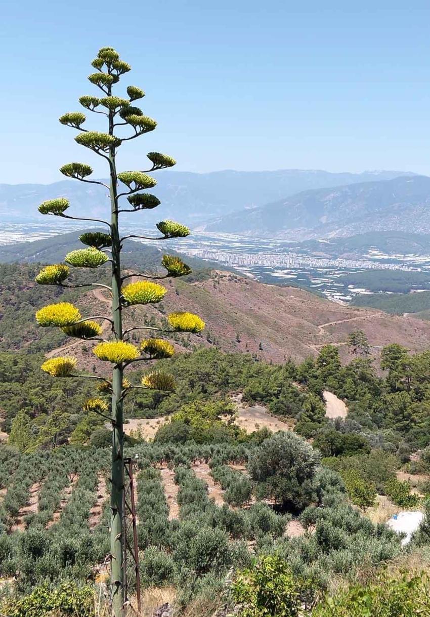 Antalya'da 30 yıl sonra gelen mucize: Sabır otu açtı, turistler akın etti!