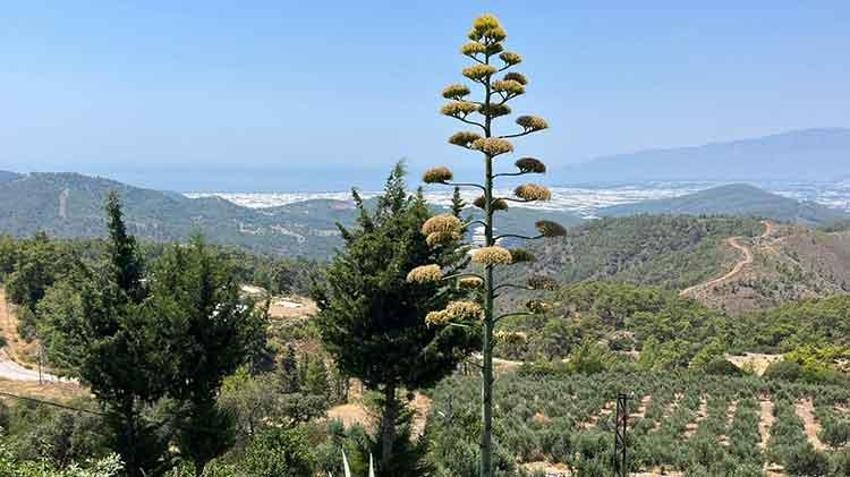 Antalya'da 30 yıl sonra gelen mucize: Sabır otu açtı, turistler akın etti!