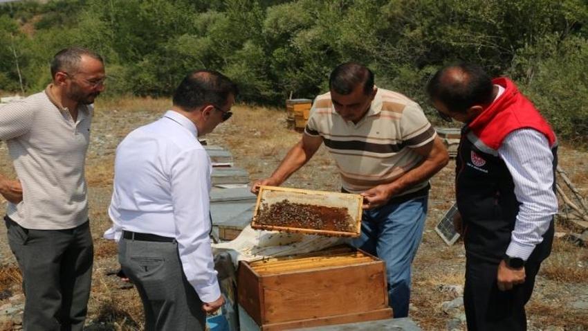 Coğrafi tescil başvurusu yapıldı! Hasat mesaisi sürüyor: Erzincan'da iki bitkiden elde ediliyor