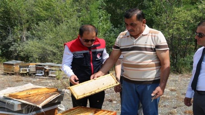 Coğrafi tescil başvurusu yapıldı! Hasat mesaisi sürüyor: Erzincan'da iki bitkiden elde ediliyor