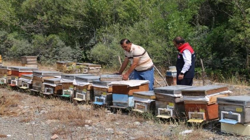 Coğrafi tescil başvurusu yapıldı! Hasat mesaisi sürüyor: Erzincan'da iki bitkiden elde ediliyor