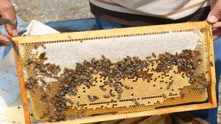 Coğrafi tescil başvurusu yapıldı! Hasat mesaisi sürüyor: Erzincan'da iki bitkiden elde ediliyor