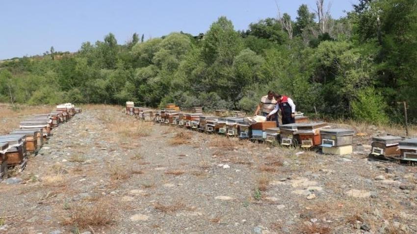 Coğrafi tescil başvurusu yapıldı! Hasat mesaisi sürüyor: Erzincan'da iki bitkiden elde ediliyor