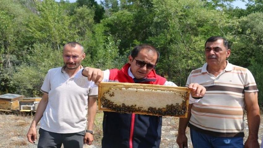 Coğrafi tescil başvurusu yapıldı! Hasat mesaisi sürüyor: Erzincan'da iki bitkiden elde ediliyor