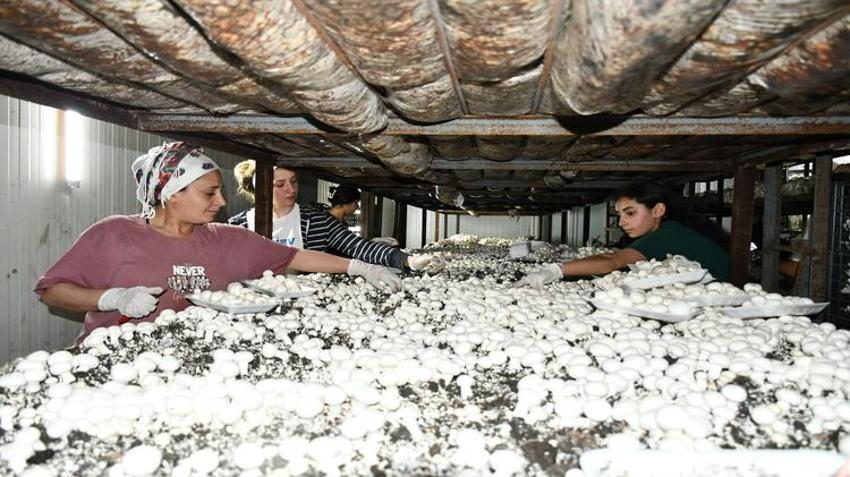 İstanbul'u terk edip köyünde bu işe başladı: 600 tonluk üretimle zirveye oynuyor! Hem kendisi hem de köylüsü servet kazandı
