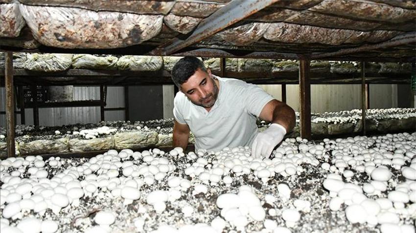 İstanbul'u terk edip köyünde bu işe başladı: 600 tonluk üretimle zirveye oynuyor! Hem kendisi hem de köylüsü servet kazandı