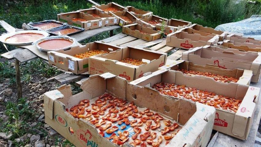 Van'da kayısı kurutma dönemi başladı: Alternatif çözüm ürettiler