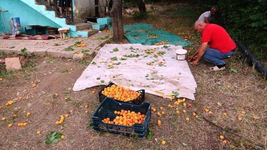 Van'da kayısı kurutma dönemi başladı: Alternatif çözüm ürettiler
