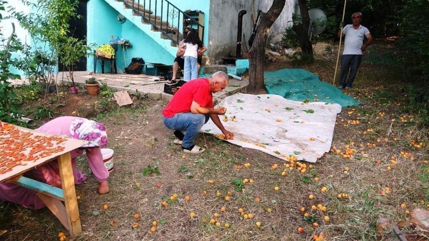Van'da kayısı kurutma dönemi başladı: Alternatif çözüm ürettiler
