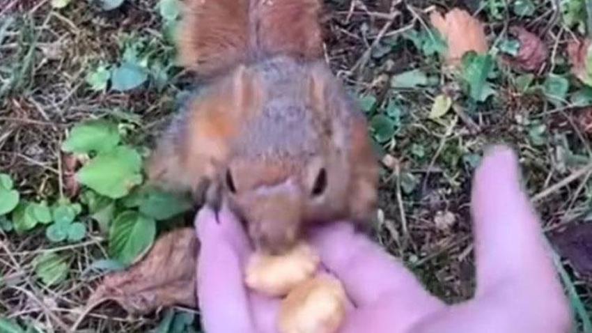 Düzce'de ormanda sincapla karşılaştı, elleriyle besledi!