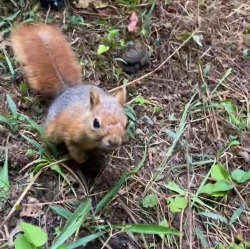 Düzce'de ormanda sincapla karşılaştı, elleriyle besledi!