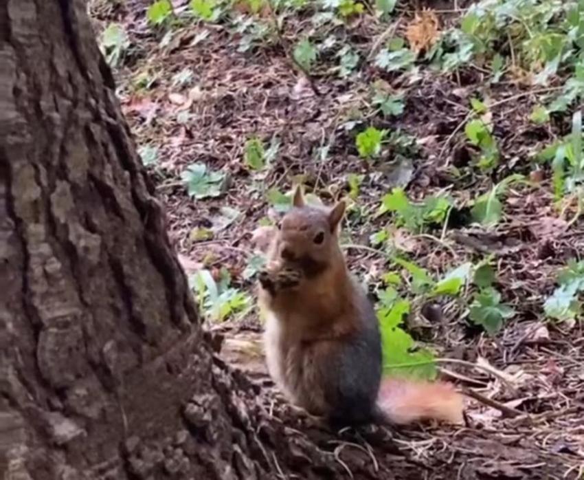 Düzce'de ormanda sincapla karşılaştı, elleriyle besledi!