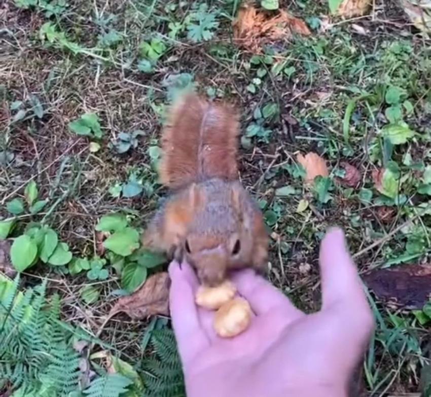 Düzce'de ormanda sincapla karşılaştı, elleriyle besledi!