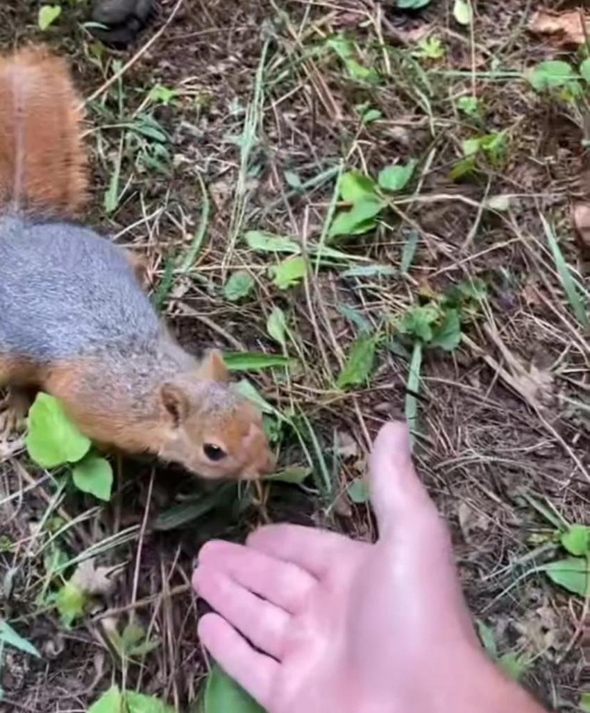 Düzce'de ormanda sincapla karşılaştı, elleriyle besledi!