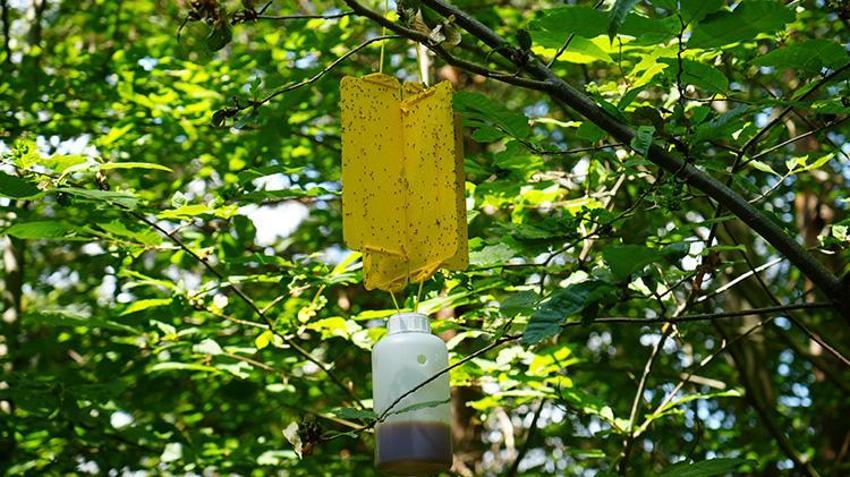 Kastamonu’da 100 ton üretim yapıldı! Kilosu 2.500 TL'den kapış kapış gidiyor, fiyatı daha da artacak