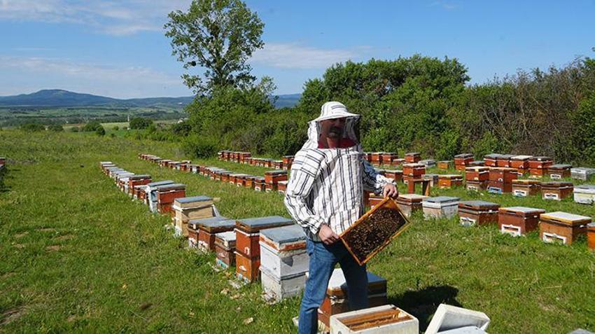 Kastamonu’da 100 ton üretim yapıldı! Kilosu 2.500 TL'den kapış kapış gidiyor, fiyatı daha da artacak