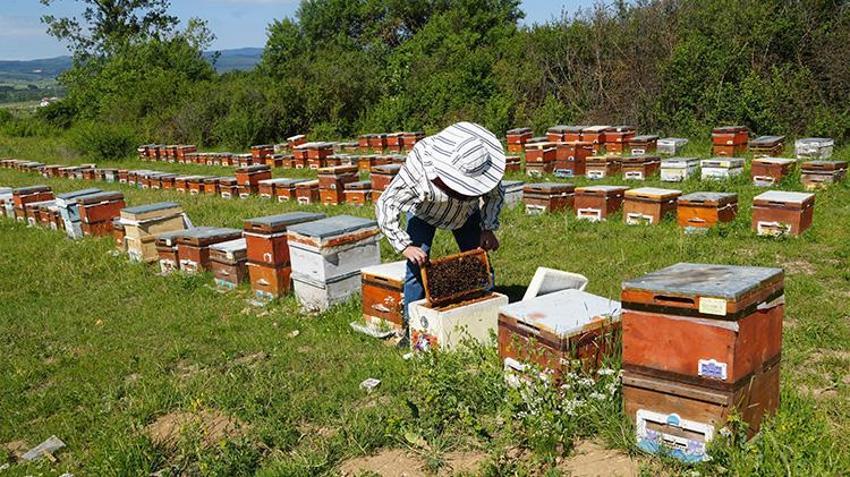 Kastamonu’da 100 ton üretim yapıldı! Kilosu 2.500 TL'den kapış kapış gidiyor, fiyatı daha da artacak