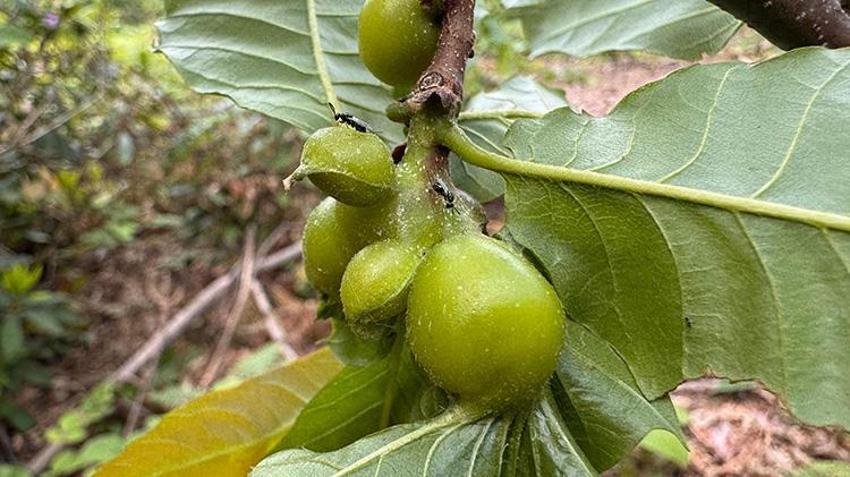 Kastamonu’da 100 ton üretim yapıldı! Kilosu 2.500 TL'den kapış kapış gidiyor, fiyatı daha da artacak