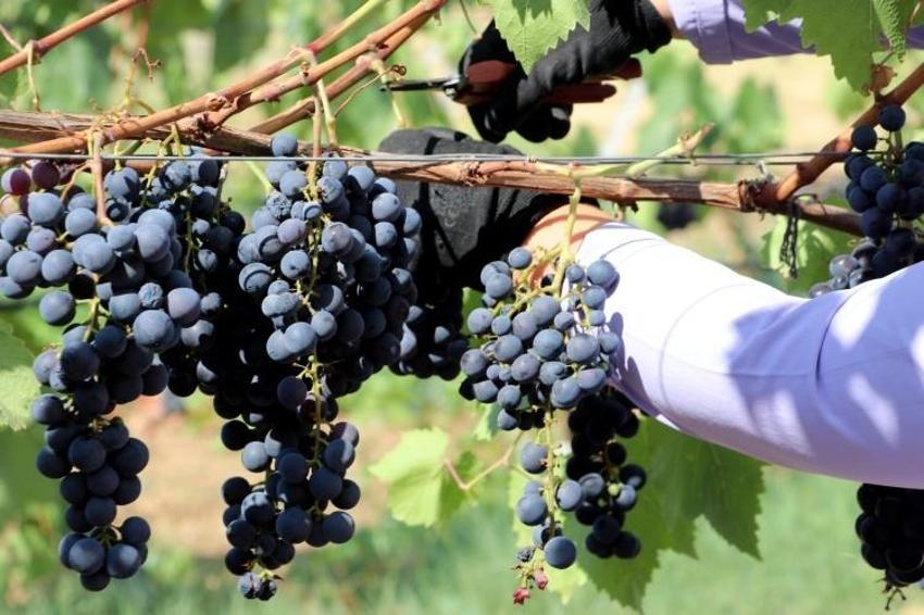 Trakya'da İlkeren üzümü hasadı başladı! 40 ton rekolte bekleniyor: Salkımı 600 gramı buluyor