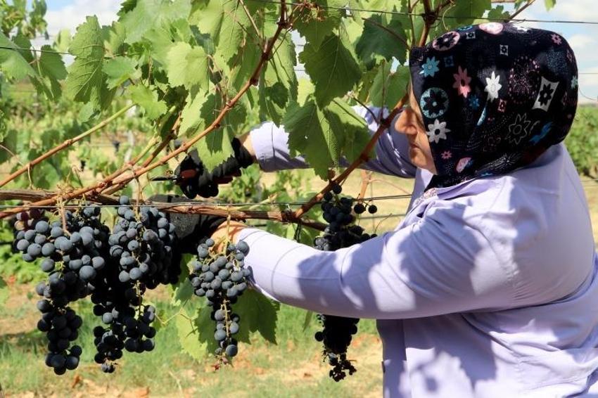 Trakya'da İlkeren üzümü hasadı başladı! 40 ton rekolte bekleniyor: Salkımı 600 gramı buluyor